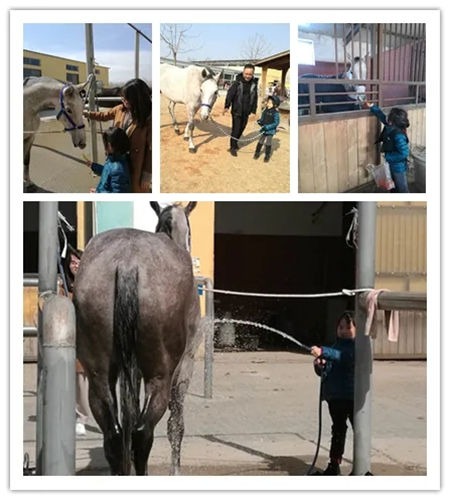 5岁小女孩胡妤暄:迫不及待想参加比赛,与我的马儿一起庆祝胜利! 青马网大陆马 (2).jpg