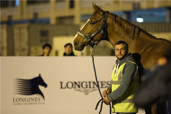 2017上海浪琴环球马术冠军赛首批赛马今晨抵沪1.jpg