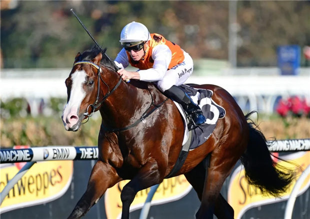 澳洲种马巡礼之“舞不停”:赛场速度之王,“犀利时”最快的儿子 大陆赛马网 (1).jpg