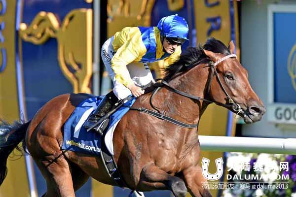 CHC杰士马主俱乐部旗下赛马迪拜之光Pride Of Dubai 大陆赛马网.jpg