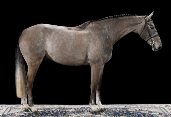 19匹马超2300万成交额!全球顶级温血马拍卖会完美收官! 大陆马 (7).png