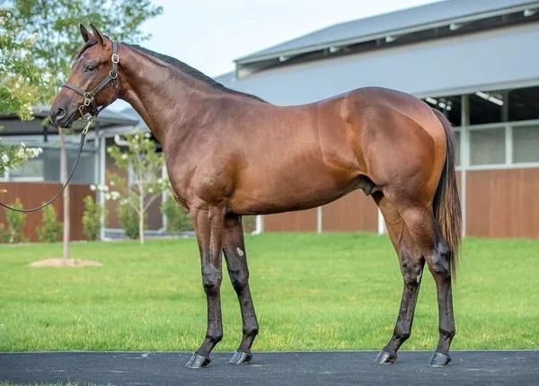 众里马业斩获首个赛马冠军!“一击制胜”在澳洲为众里打开胜利之门 大陆赛马网 (3).jpg