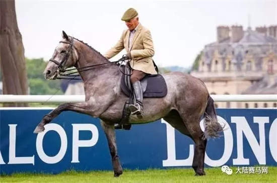 跨界王:速度赛马之王“迪拜威”子嗣因马术盛装舞步闻名!.webp (1).jpg