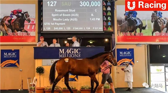神奇百万阿德莱德周岁马拍卖会:玉龙马业首日最高价购入“繁荣昌盛”之子.jpg