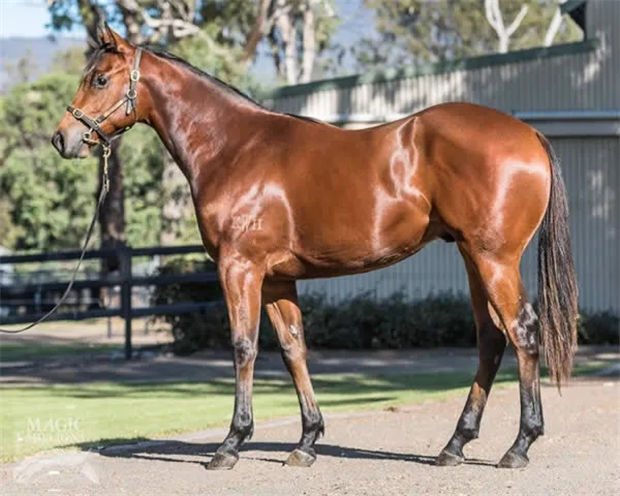 中国赛马骑师覃勇一日连夺两冠:澳洲冠军总数已达55个 大陆赛马网 (1).jpg