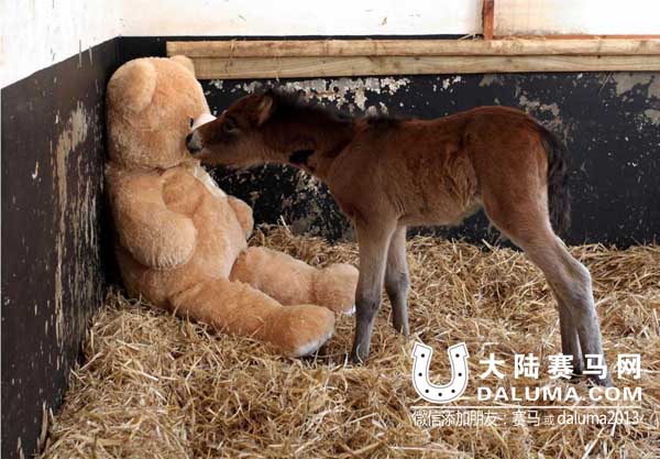 认熊当妈:英国一马驹“孤儿”把玩具泰迪熊当妈妈 大陆赛马网3.jpg
