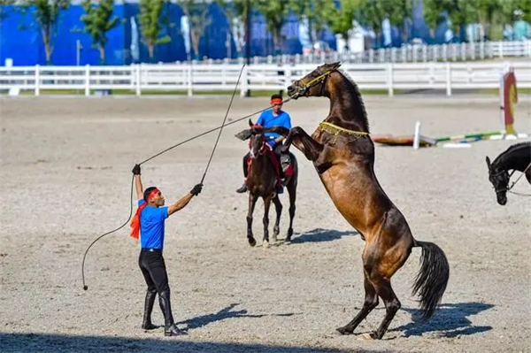 陕西马协成功换届!王和平升任主席:陕西马协以“百家、千马、万人”为目标! 大陆马 (2).jpg