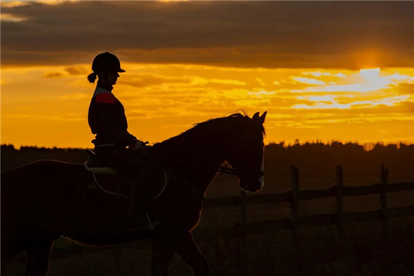 人类的“愚昧”,可能让马匹一生都无法发挥全部潜力 青马网大陆马.jpg