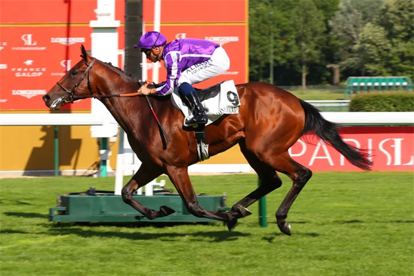 香港马主何家驹购入一级赛亚军、法国三岁马“一发三响” 大陆马.jpg