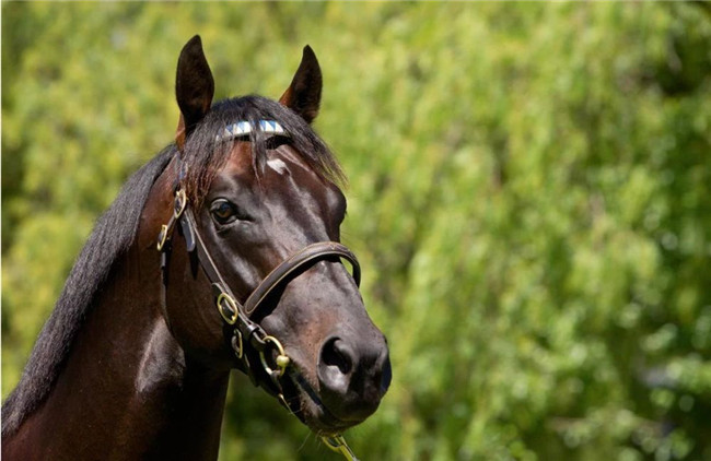 牛福东旗下赛驹“骐骥钻石”新加坡夺首冠!6战1冠2亚2季 大陆赛马网3.jpg