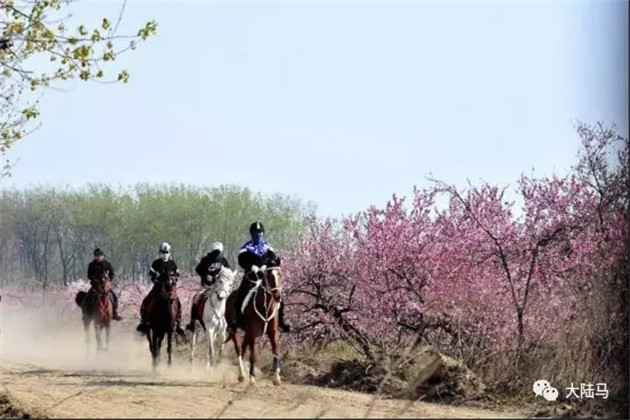 砀山县委书记直播带货卖梨!已把砀山打造成马术耐力赛名城 大陆赛马网 (4).jpg