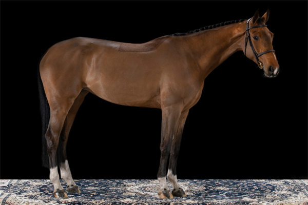 19匹马超2300万成交额!全球顶级温血马拍卖会完美收官! 大陆马 (13).png