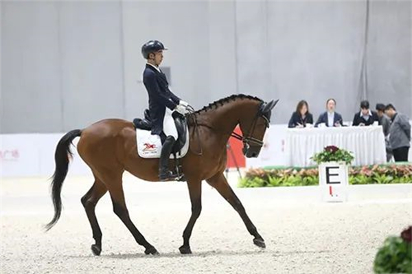 盛装舞步国家队骑手顾兵青少年骑手需要具备的五个条件 大陆马 (1).jpg