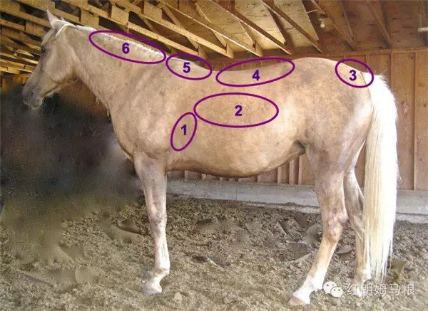 如何判断马匹是肥是瘦?来,教你科学评测! 青马网大陆马.jpg