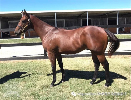 玉龙马业购入205号“利确来”子嗣-大陆赛马网.jpg