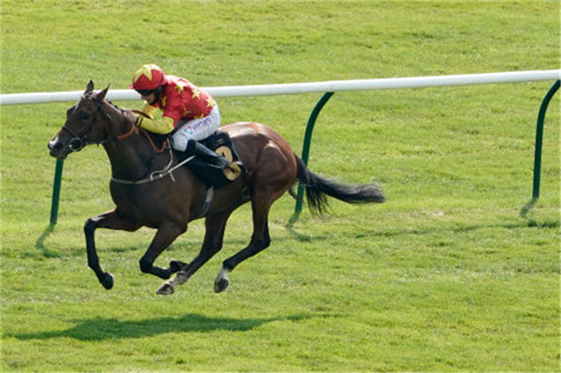 26万欧元购自高福斯!CHC杰士马主俱乐部“邦代沙”英国夺首冠 大陆赛马网 (1).jpg