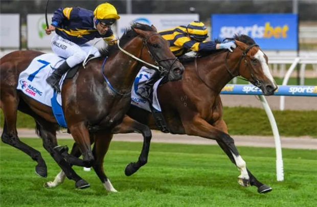 华宇马业三岁雌马“天马行空”力压纯血马巨头库摩牧场赛驹澳洲夺冠 大陆赛马网 (1).jpg