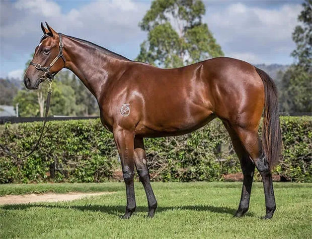 Aquis Farm雅士牧场3岁雌马“胜利飞翔”勇夺第三冠:父系“我志气高” 大陆赛马网 (2).jpg