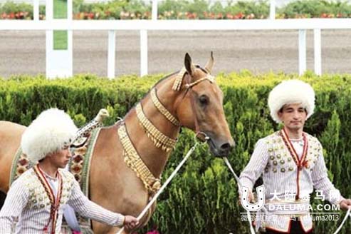土库曼斯坦选出2015年最美汗血马 大陆赛马网.jpg