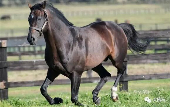 Aquis雅士牧场,五连胜,赛马,日光,350万澳币,金拖鞋 大陆马 大陆赛马网 (8).jpg