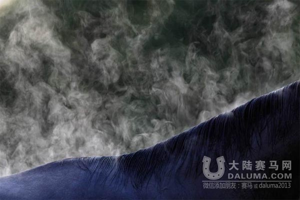 《时代周刊》评出2014年最佳马影像,总有一张震撼你的心灵 大陆赛马网3.jpg