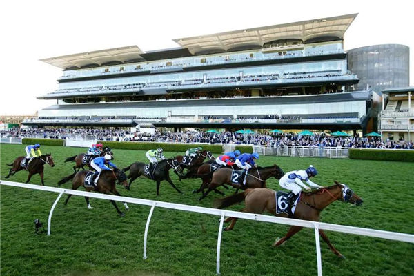 澳洲新赛季首场一级赛云丝仙子锦标一半参赛马是一级赛冠军 大陆赛马网.jpg