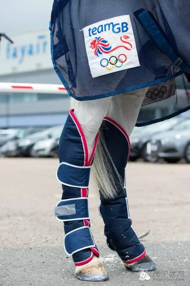 奥运参赛马匹坐商务舱抵达巴西:华天和“堂·热内卢”里约最新动态 14.jpg