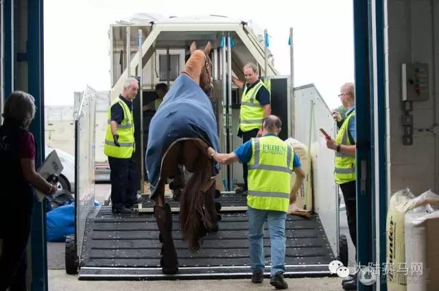 奥运参赛马匹坐商务舱抵达巴西:华天和“堂·热内卢”里约最新动态 15.jpg
