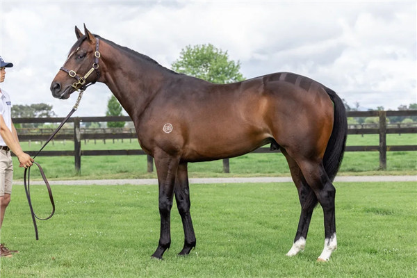 顶级种公马列阵2021新西兰纯血马快跳拍卖会-大陆赛马网 (5).jpg