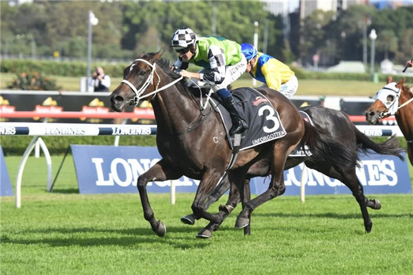 玉龙马业1380万购入一级赛冠军雌马“毋忘我” 大陆赛马网 (2).jpg