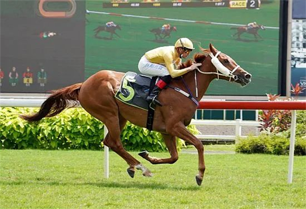 科威特Al Rashid马房三岁马“阿坎图”新加坡赛马三连胜 大陆马.jpg