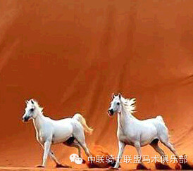 马术知识:热血马、冷血马、温血马分别是什么意思? 大陆赛马网.jpg