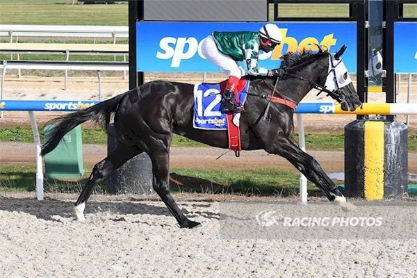 玉龙马业自主繁育2岁雌马“未来力量”澳洲夺冠:父系“书写大亨” 大陆赛马网 (1).jpg