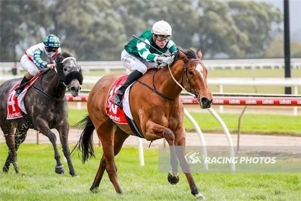 玉龙马业三岁雌马“吉普赛选择”澳洲夺冠:5万澳币购自殷利殊 大陆赛马网 (1).jpg