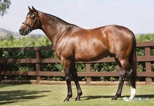 大陆马独家呈现《欧洲纯血种公马年度排名》2.jpg