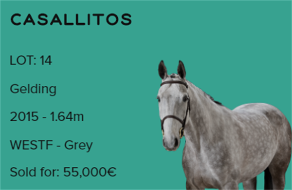 19匹马超2300万成交额!全球顶级温血马拍卖会完美收官! 大陆马 (10).png