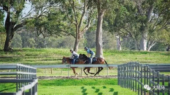 澳大利亚广播公司:中国在澳洲纯血马产业里是一个“沉睡的巨人”3.jpg