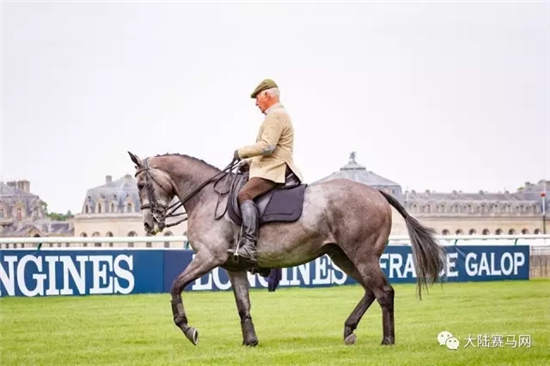 跨界王:速度赛马之王“迪拜威”子嗣因马术盛装舞步闻名!.webp (2).jpg