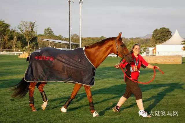 奥运参赛马匹坐商务舱抵达巴西:华天和“堂·热内卢”里约最新动态 1.jpg