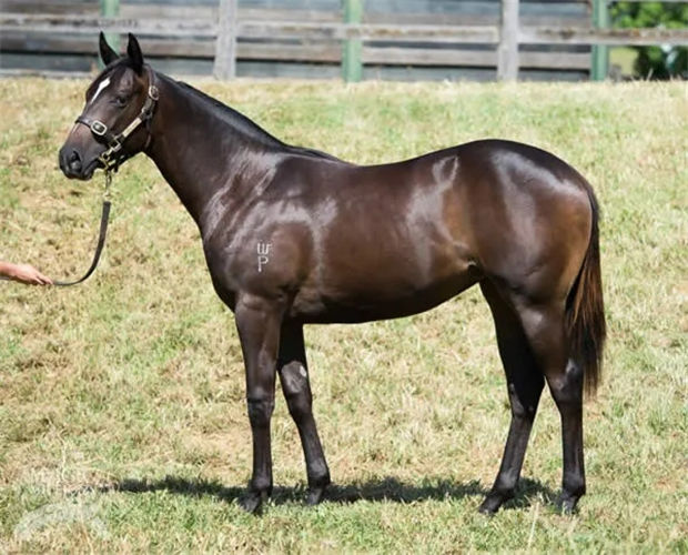 网购马靠谱么?昨天一匹网上淘的“不孕马”35倍爆冷夺200万奖金大赛! 大陆赛马网 (3).jpg