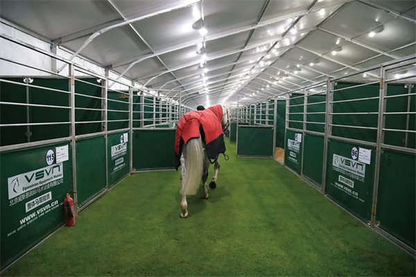 北京威斯恩国际马术设备有限公司:中国马术设备领军企业! 大陆马 (11).jpg