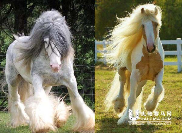 吉普赛马:神遗忘在人间的优雅骑兽 大陆赛马网3.jpg