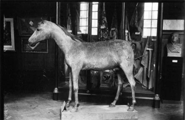 走进法兰西军事博物馆,看唯一被制作成标本的拿破仑战马 大陆赛马网 (2).jpg