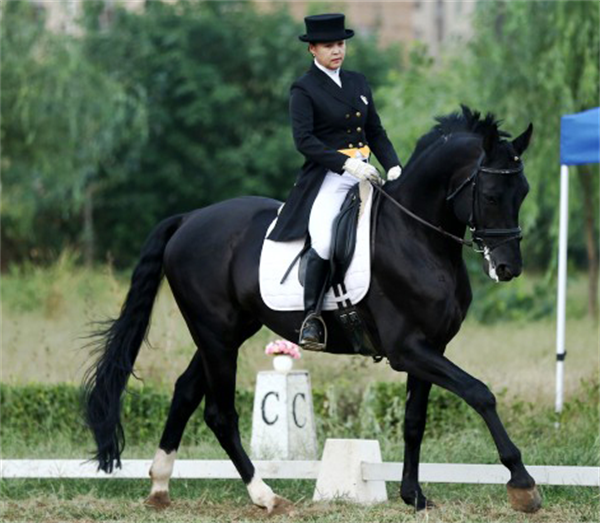 青马课堂:盛装舞步骑手着装--燕尾服 大陆马 (1).png