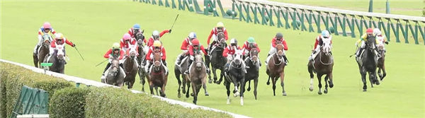 创纪录!日本新潟竞马场一场比赛16匹出赛马有12匹是同一个马主 大陆赛马网.jpg