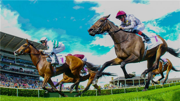 费伯华派出“总冠军”与“欧美远洋”力争法国打吡大赛 大陆赛马网.jpg