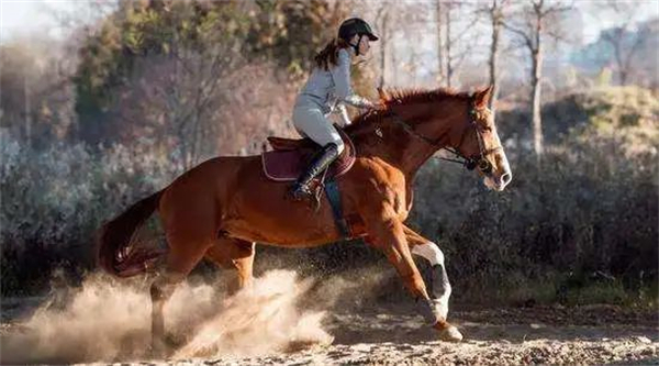 青马课堂:学习马术的8大好处 大陆马 (3).jpg