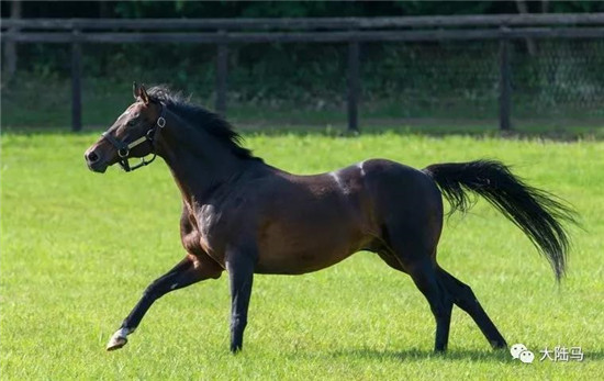 日本名马“大震撼”-大陆赛马网 (3).jpg