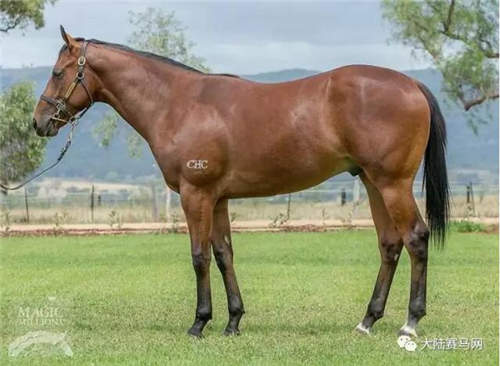 育马战略开花结果:CHC三匹自主繁育周岁马澳大利亚售出360万6.jpg