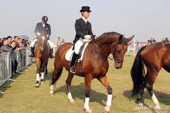 骏马矫健的身姿